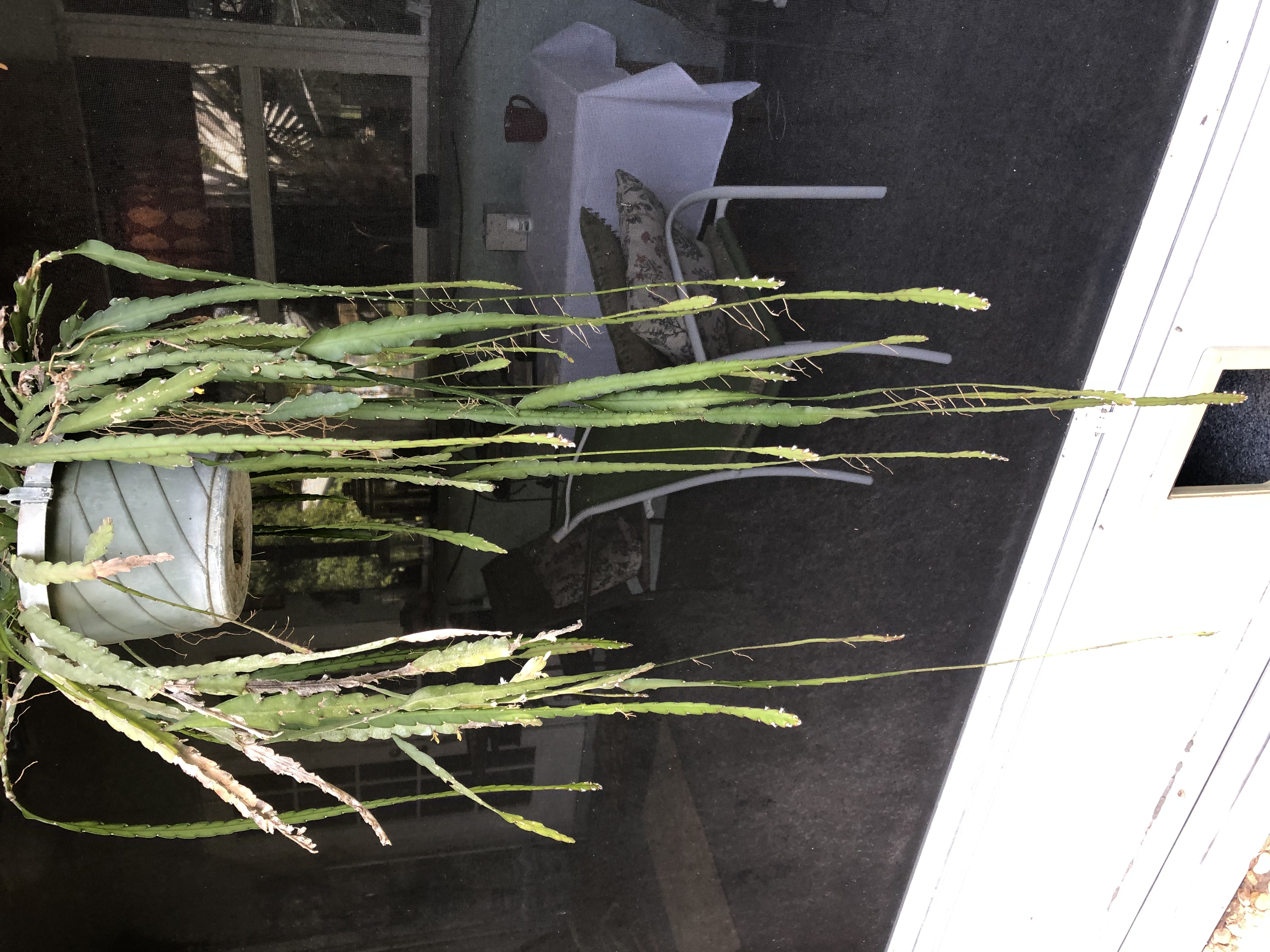 http://www.cloudjungle.com/cloudjungle/cactaceae/lepismium/lepismium cruciforme ex hans wieler.jpeg